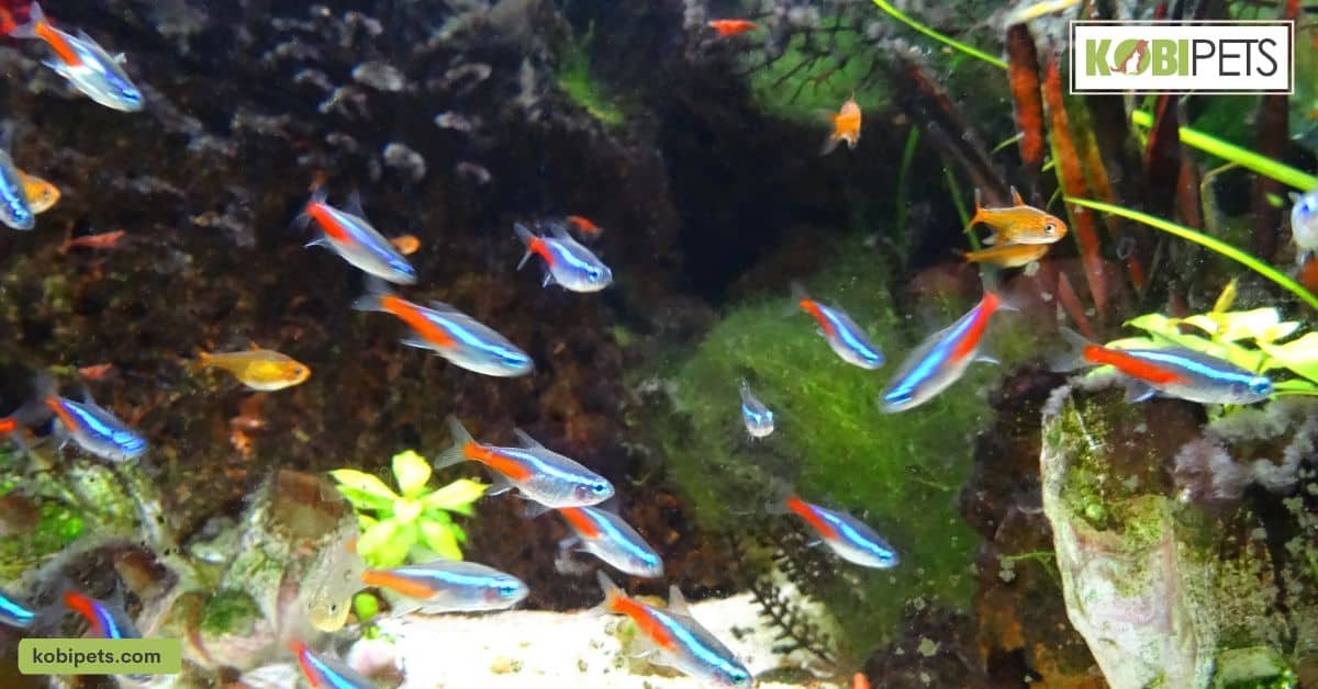 Neon Tetras