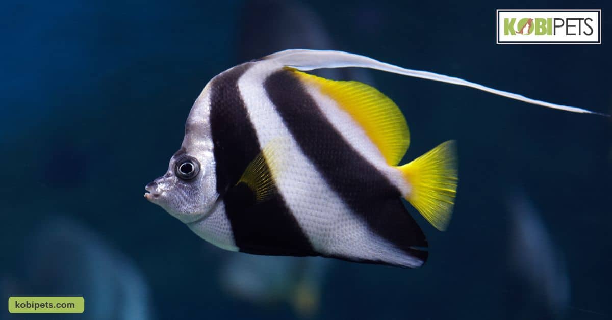 Angelfish  