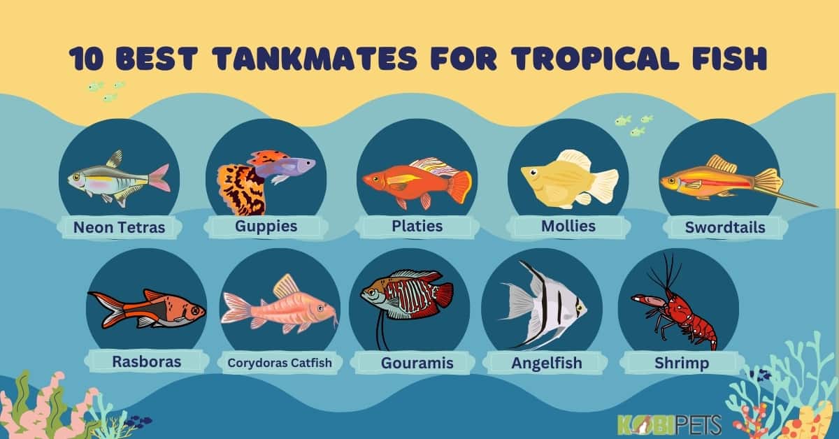 10 Best Tankmates for Tropical Fish