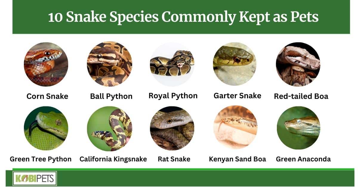 10 Snake Species Commonly Kept as Pets