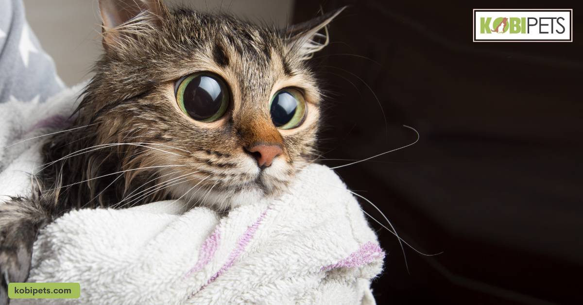 10 Tips When Bathing Your Kitten or Adult Cat