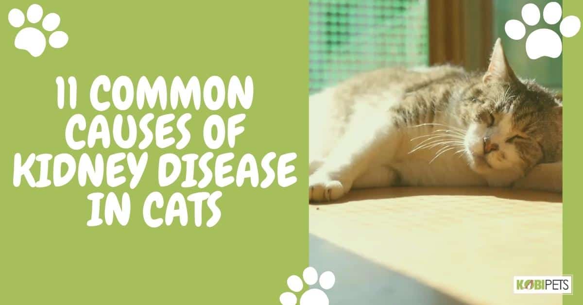 11 Common Causes of Kidney Disease in Cats