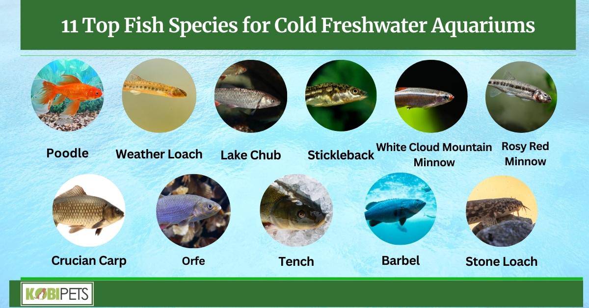 11 Top Fish Species for Cold Freshwater Aquariums