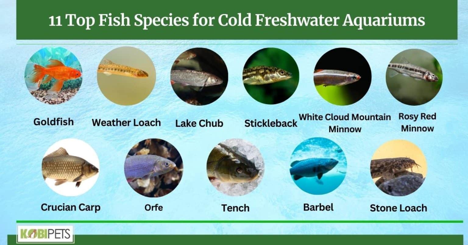 11 Top Fish Species for Cold Freshwater Aquariums Kobi Pets