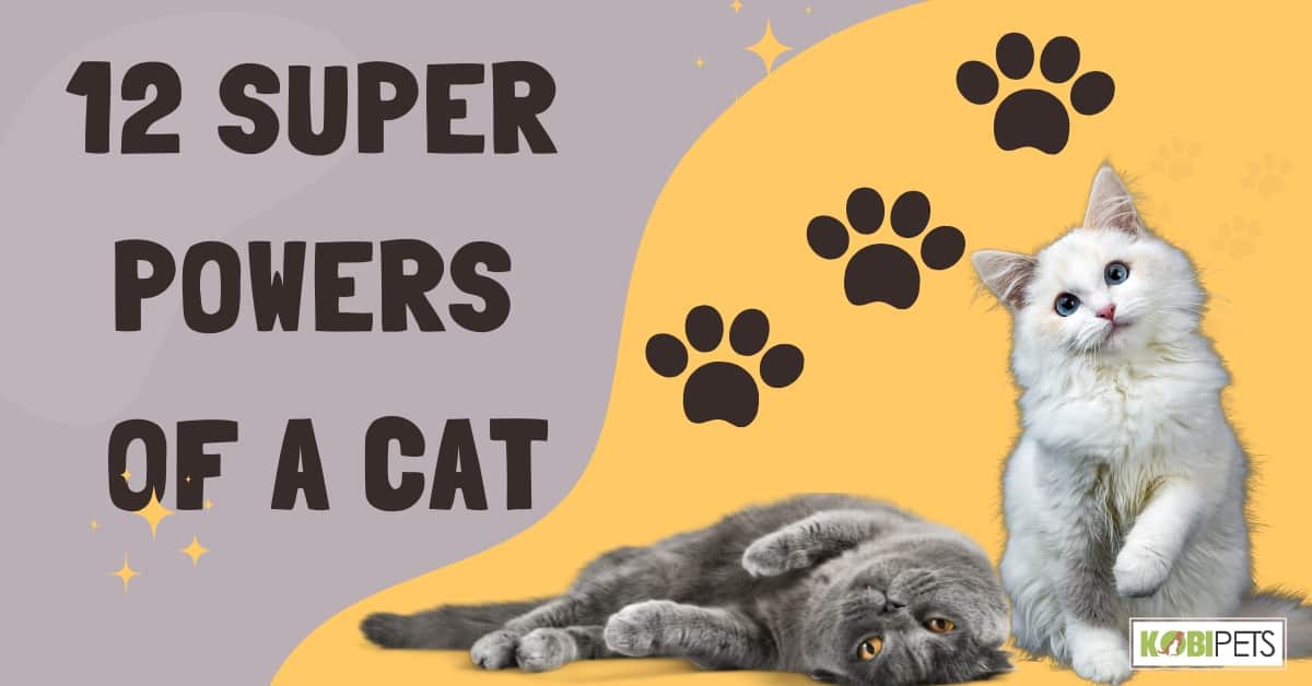 12 Super Powers of a Cat
