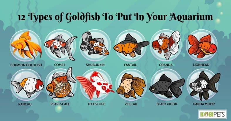 12 Types of Goldfish To Put In Your Aquarium Kobi Pets