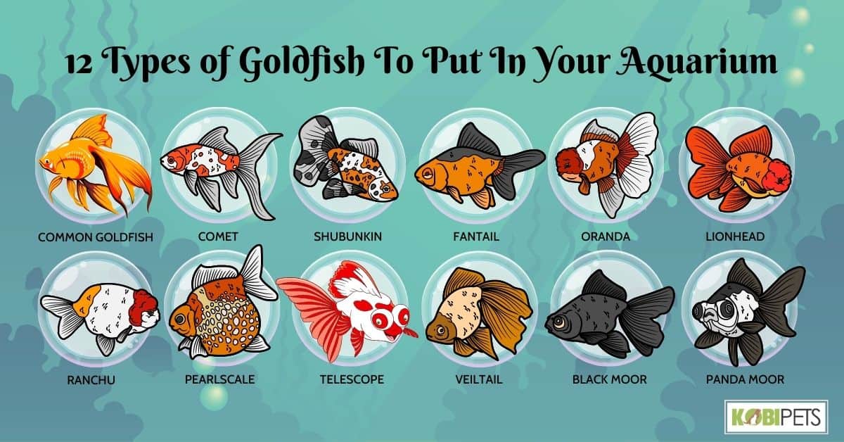 12 Types of Goldfish To Put In Your Aquarium