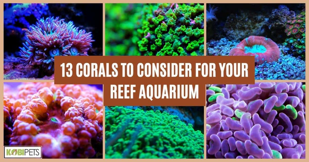 13 Corals to Consider for Your Reef Aquarium