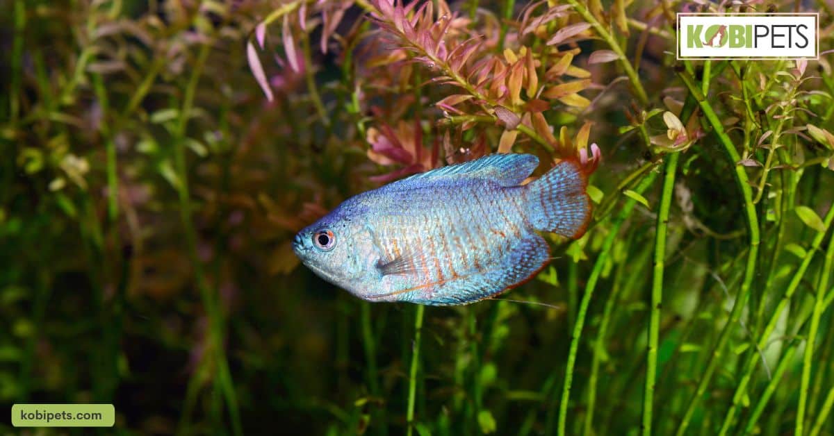 Corydoras Catfish 