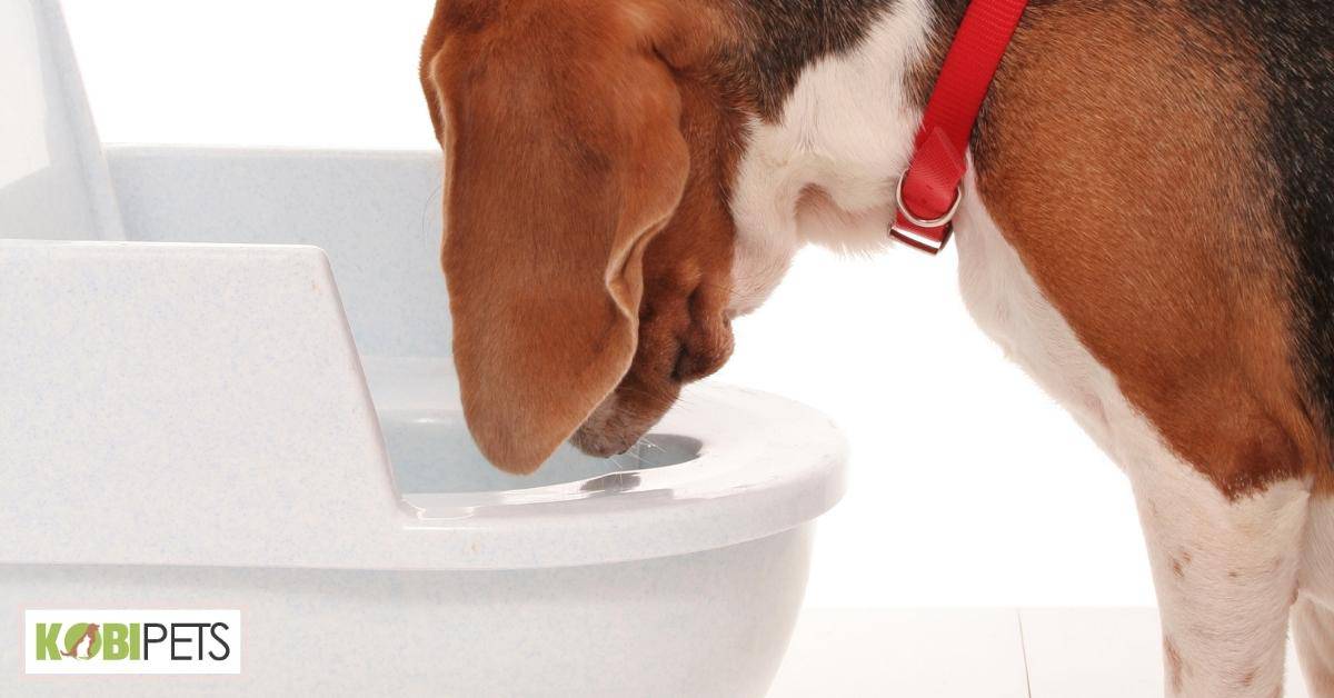 Why Dogs May Throw up Clear Liquid