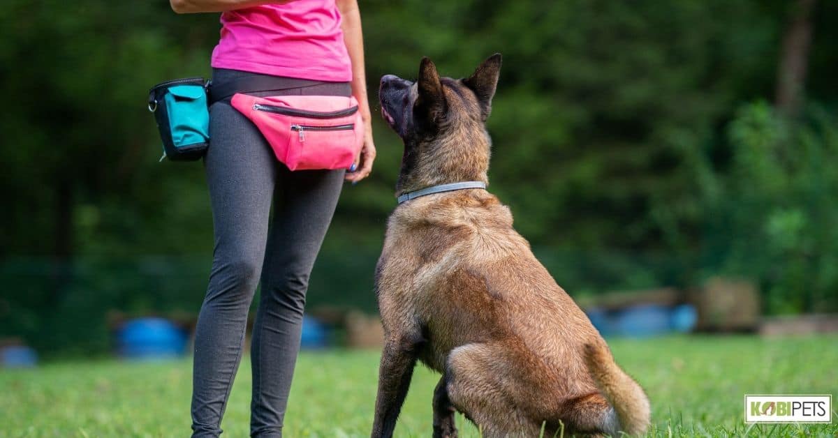Why Training Your Dog is Important