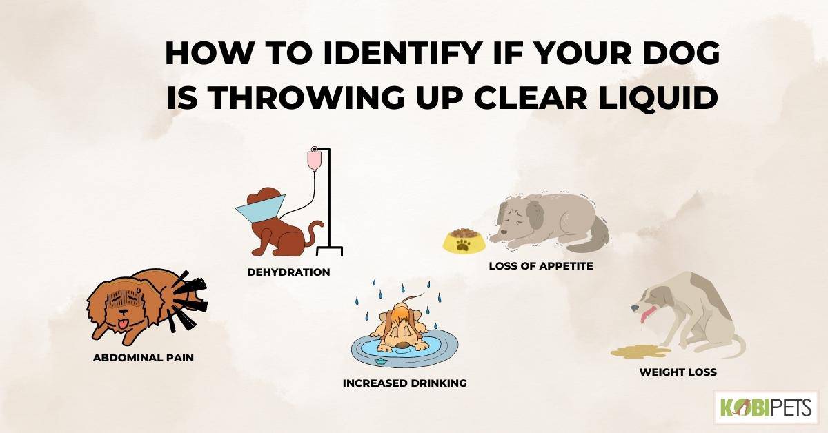How to Identify if Your Dog Is Throwing up Clear Liquid