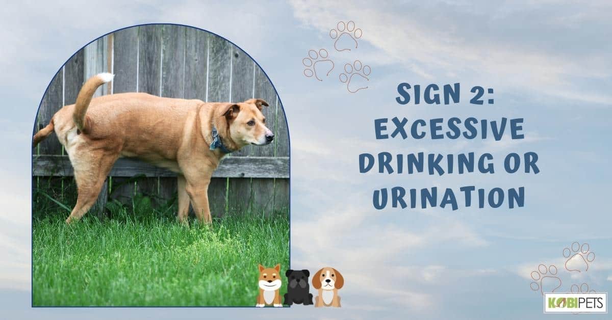 Sign 2: Excessive Drinking or Urination