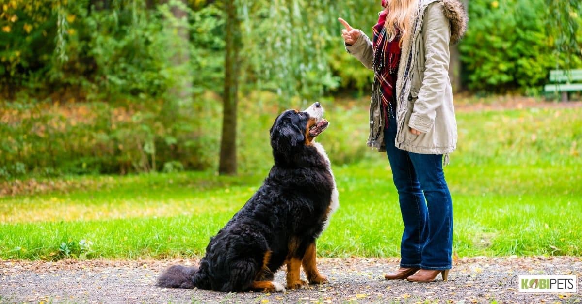 Benefits of Training Your Dog