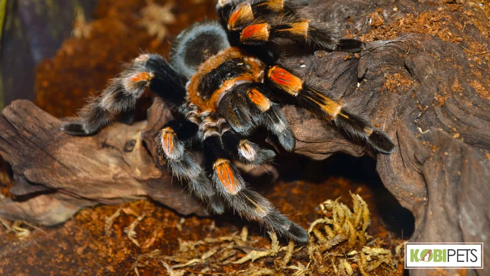 Tarantula inside his enclosure