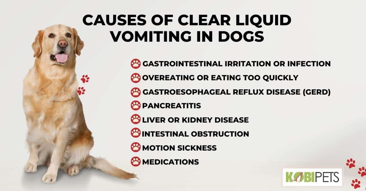 Causes of Clear Liquid Vomiting in Dogs