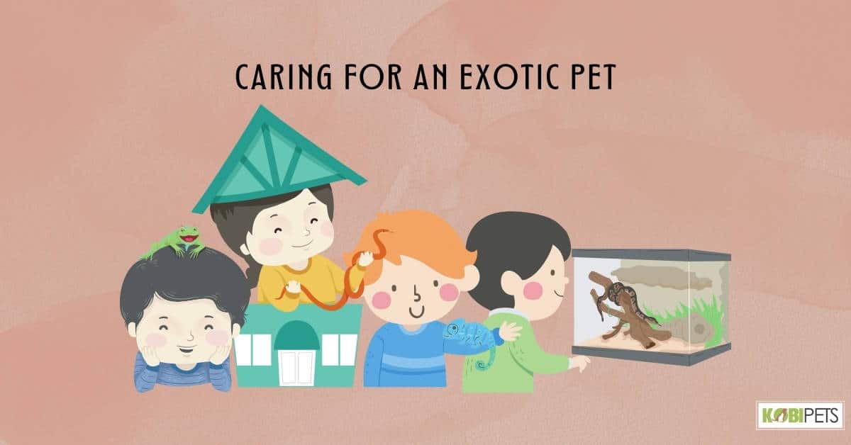 Caring for an Exotic Pet