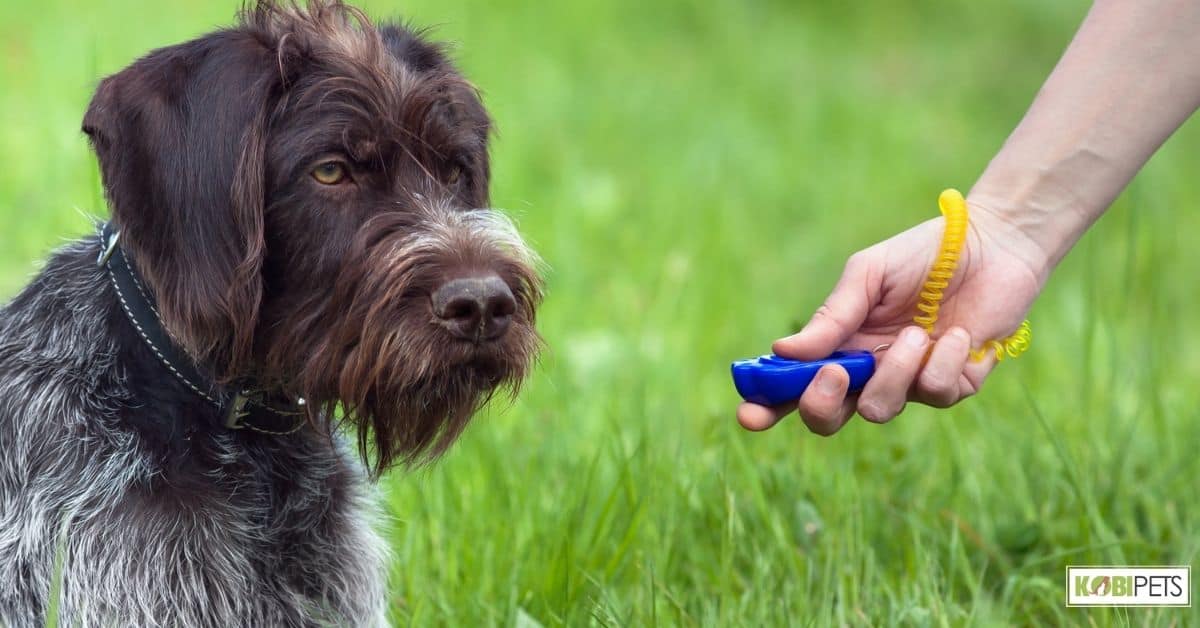 Clicker Training