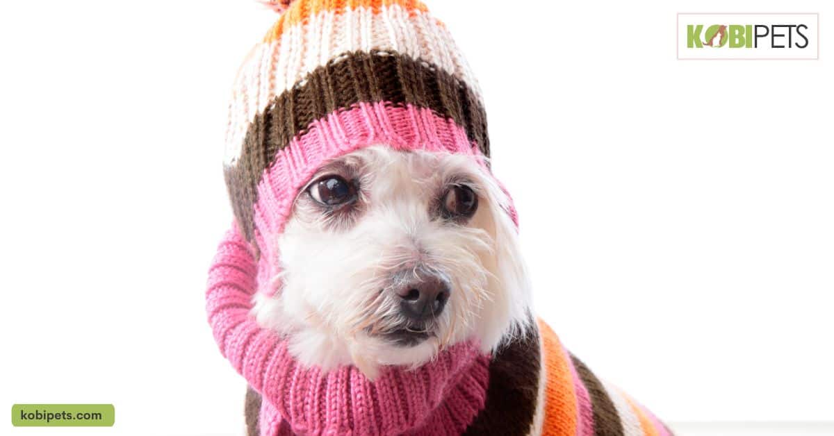 Choose knitted hats and beanies with cute designs to keep your dog’s ears warm.