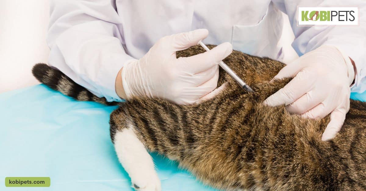 Keeping Your Cat Safe and Healthy
