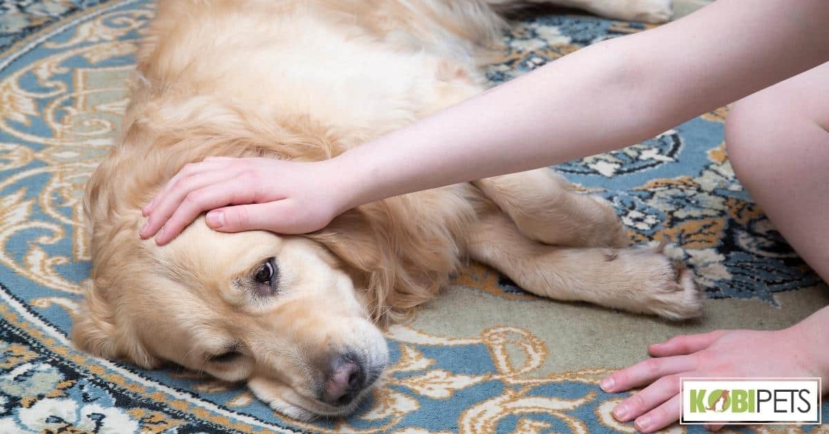 What to Do if Your Dog Is Throwing Up Clear Liquid