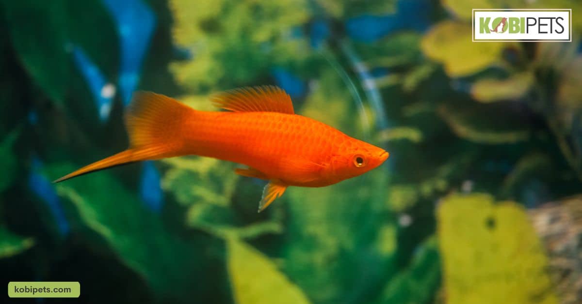 Swordtail fish