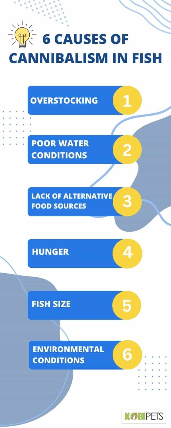 6 Causes of Cannibalism in Fish