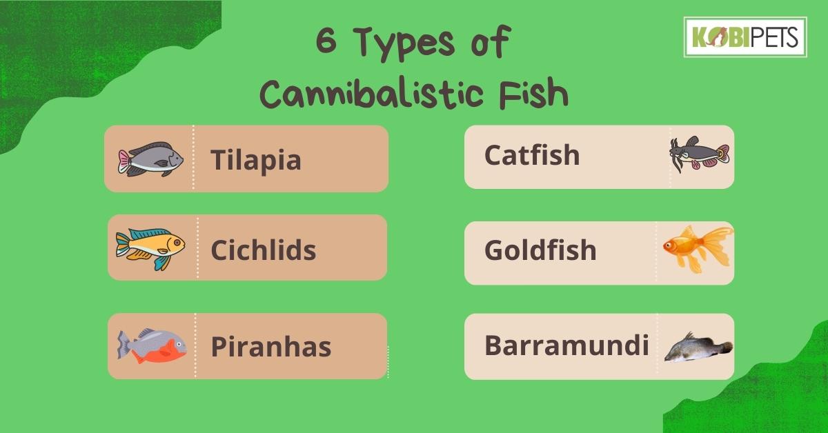 6 Types of Cannibalistic Fish