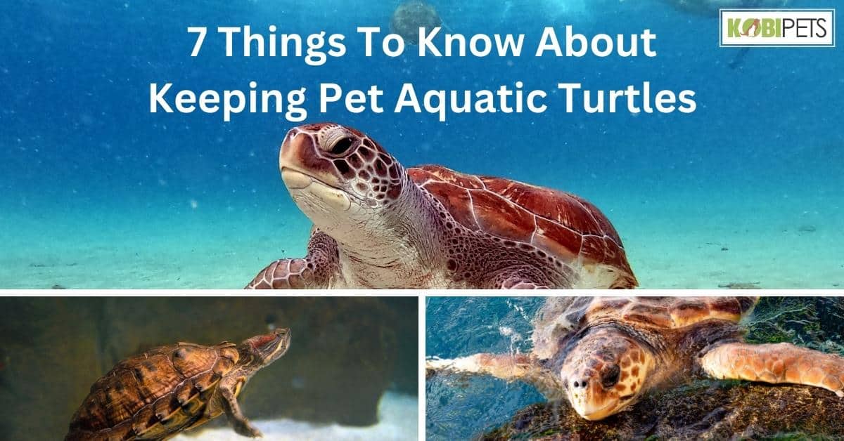 7 Things To Know About Keeping Pet Aquatic Turtles