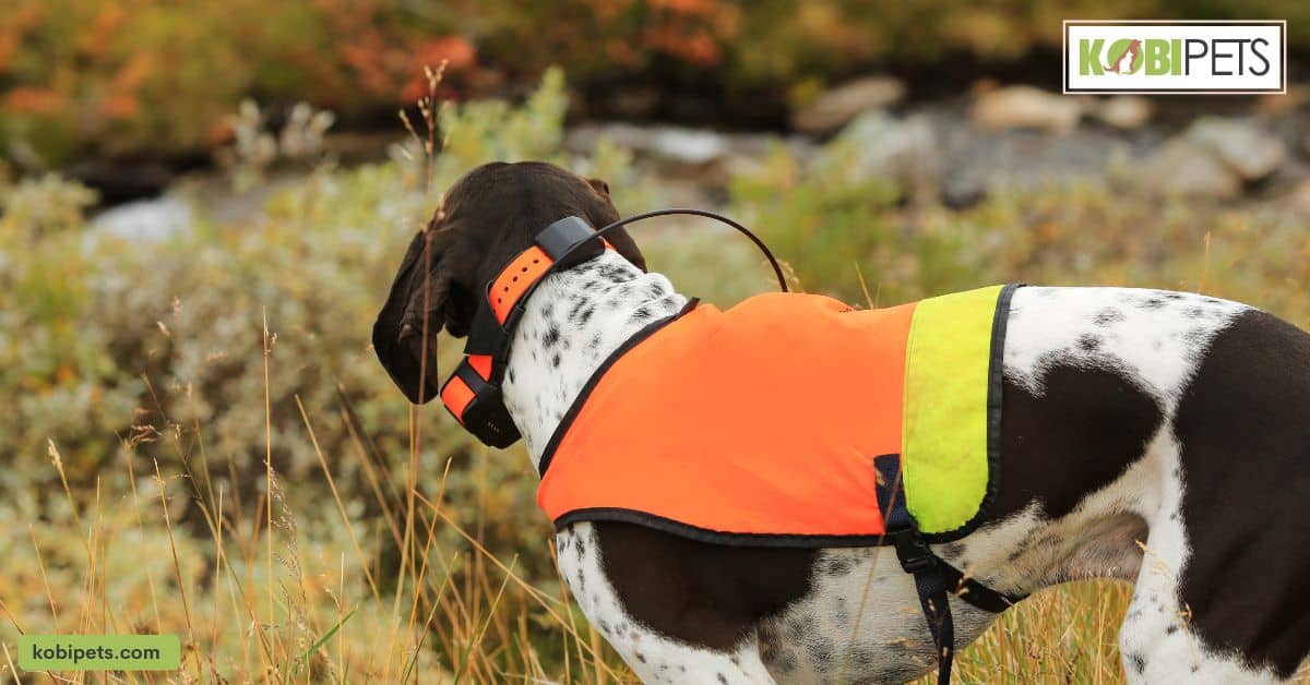 Consider some reflective pet gear like collars and leashes for safety during nighttime walks.