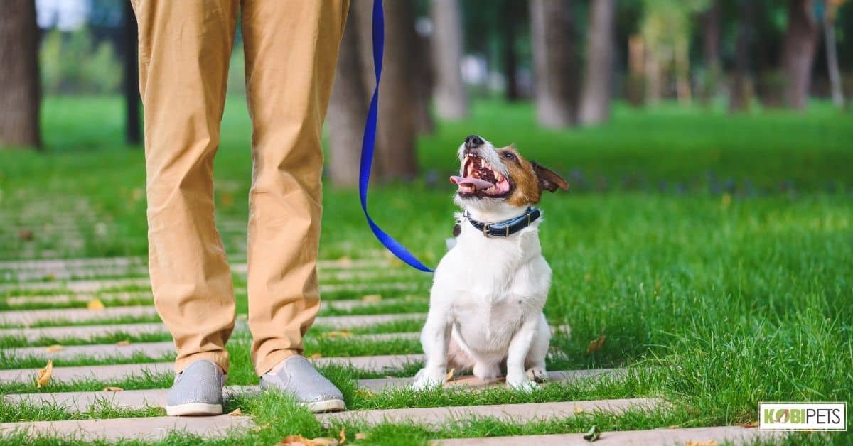 Leash Training