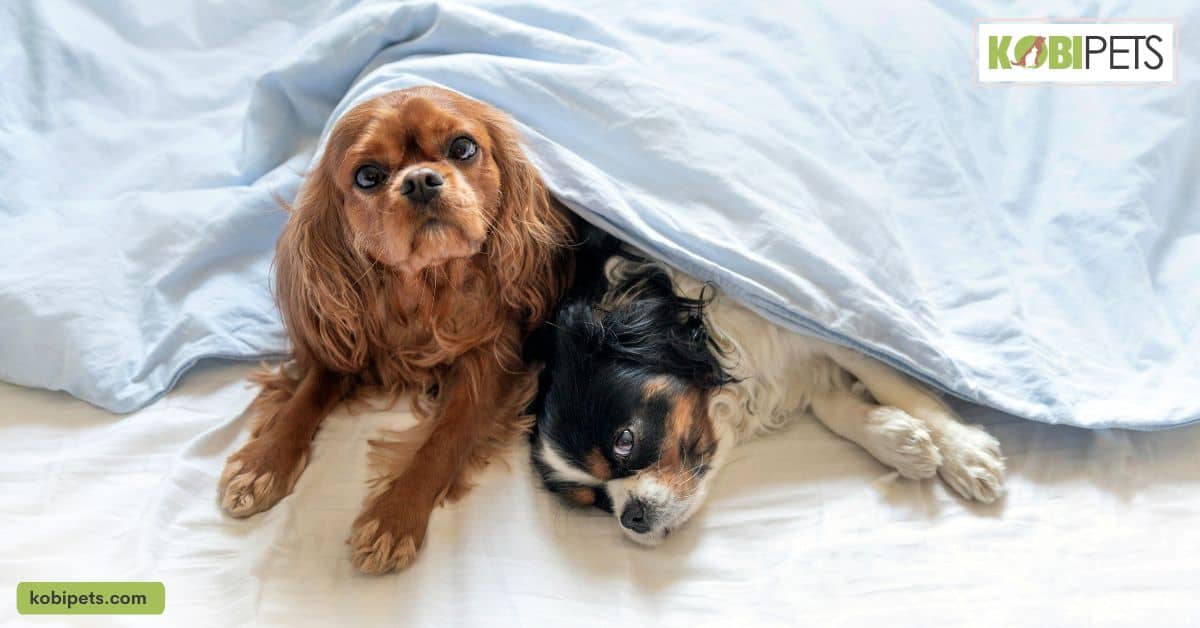 Buy a cozy, luxuriously soft blanket for your pup to lounge on.