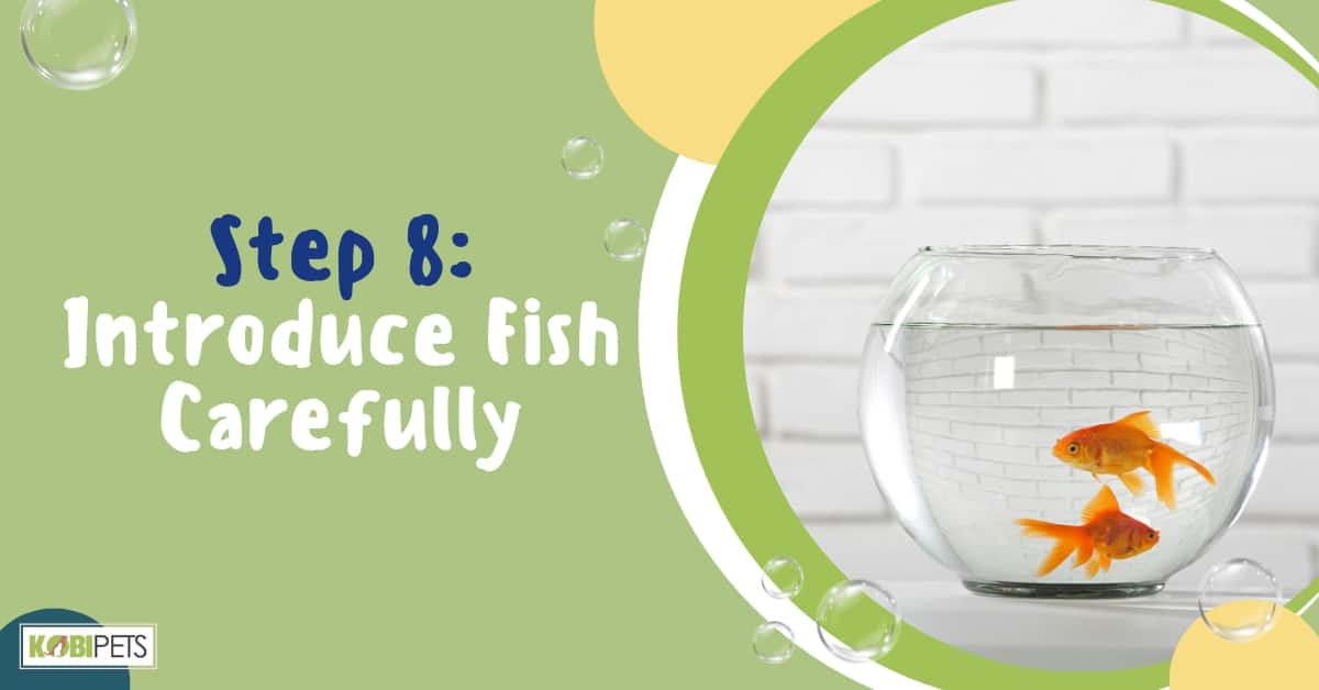 Step 8: Introduce Fish Carefully