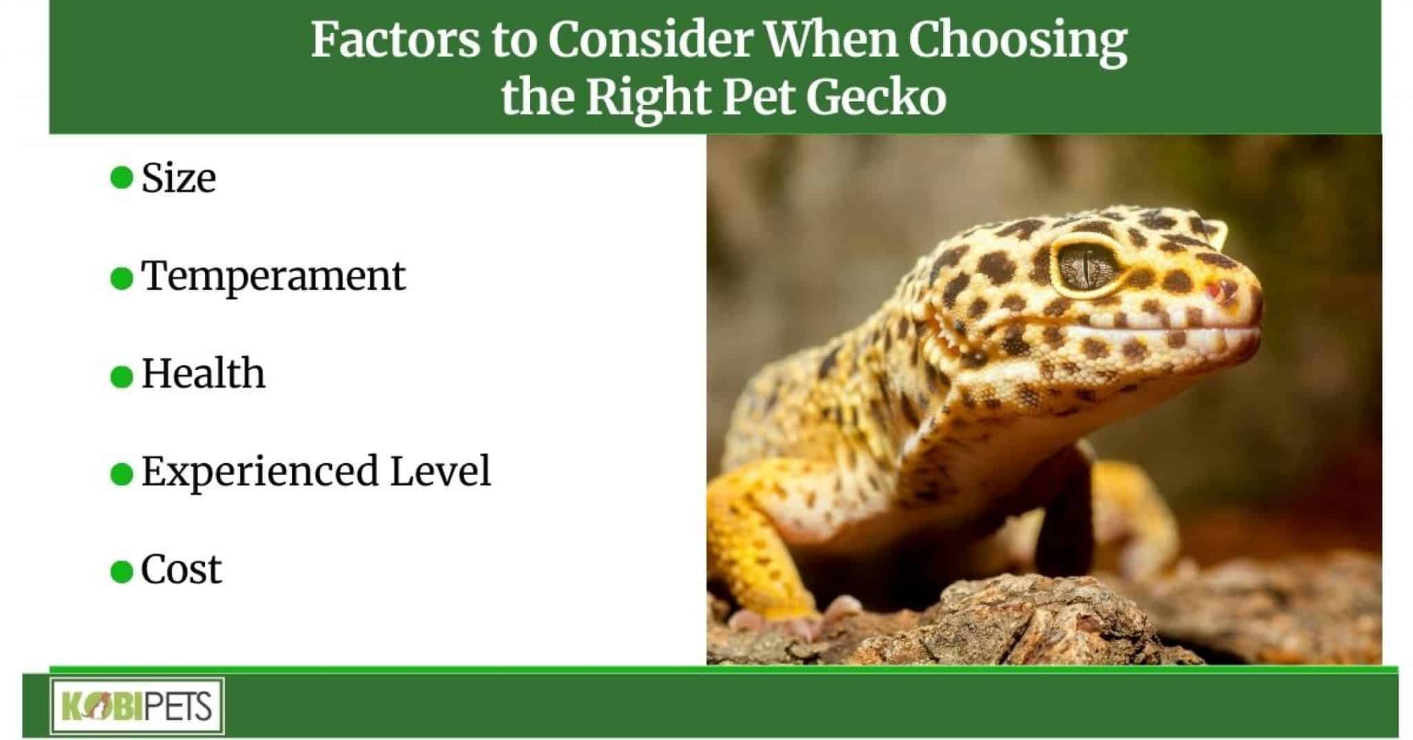 A Guide to Pet Geckos Kobi Pets