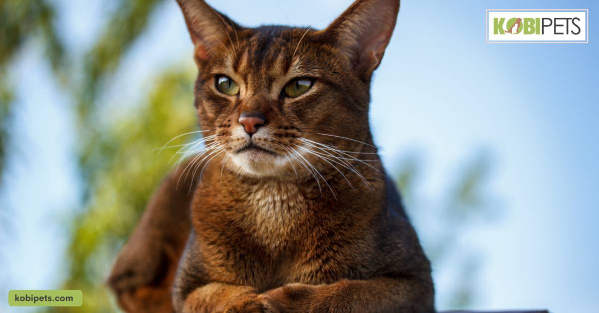 Abyssinians