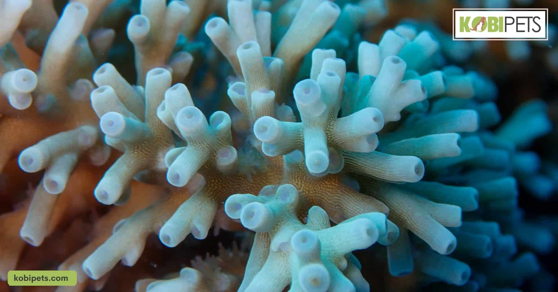 Acropora Coral