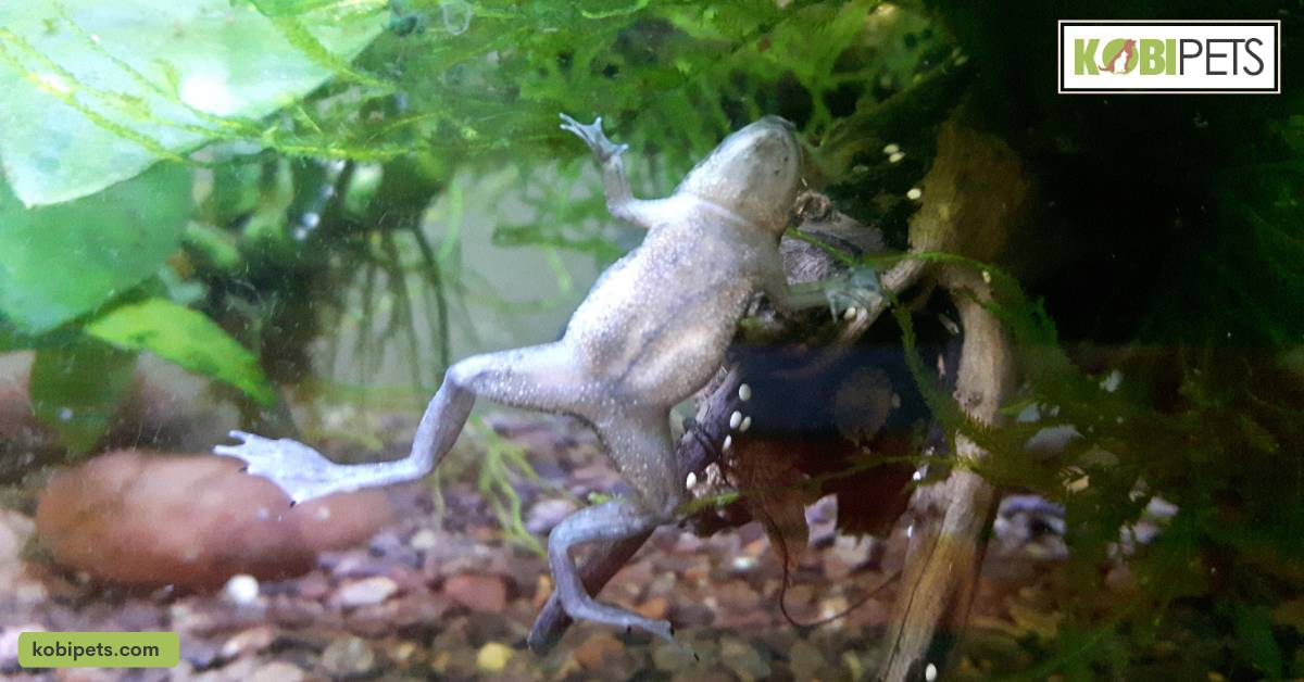 African Dwarf Frogs