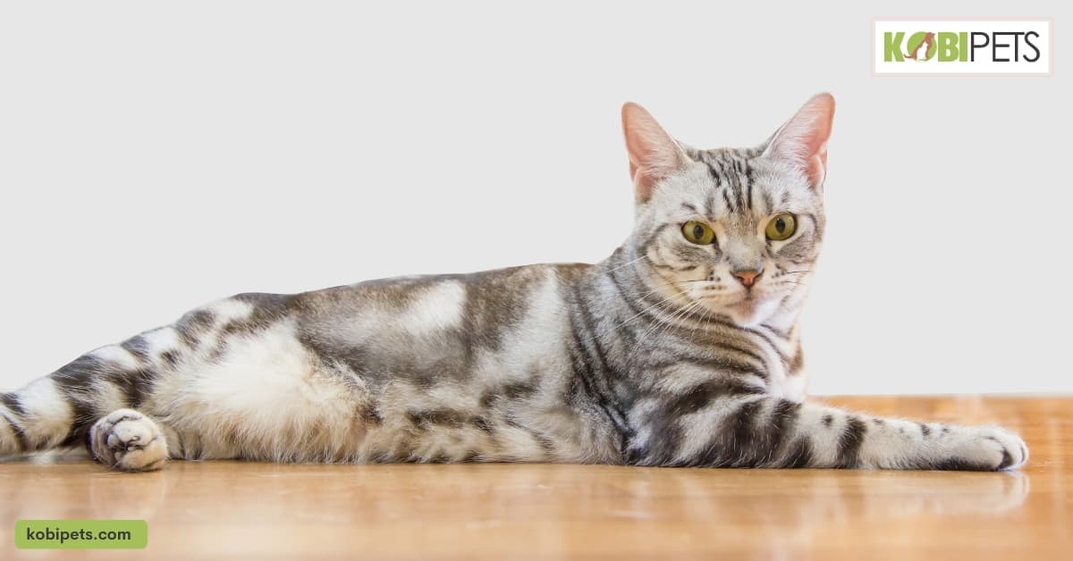 American Shorthair