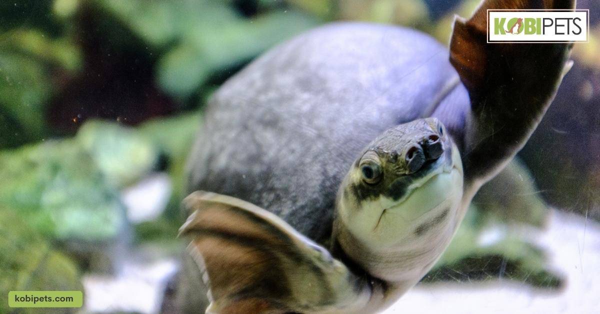 Aquatic turtles need a large tank or pond