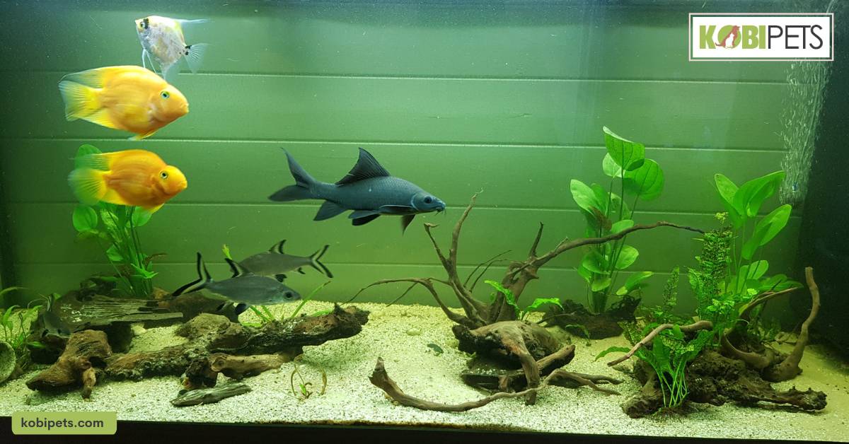 Avoid keeping incompatible species together, such as aggressive fish with more passive species.