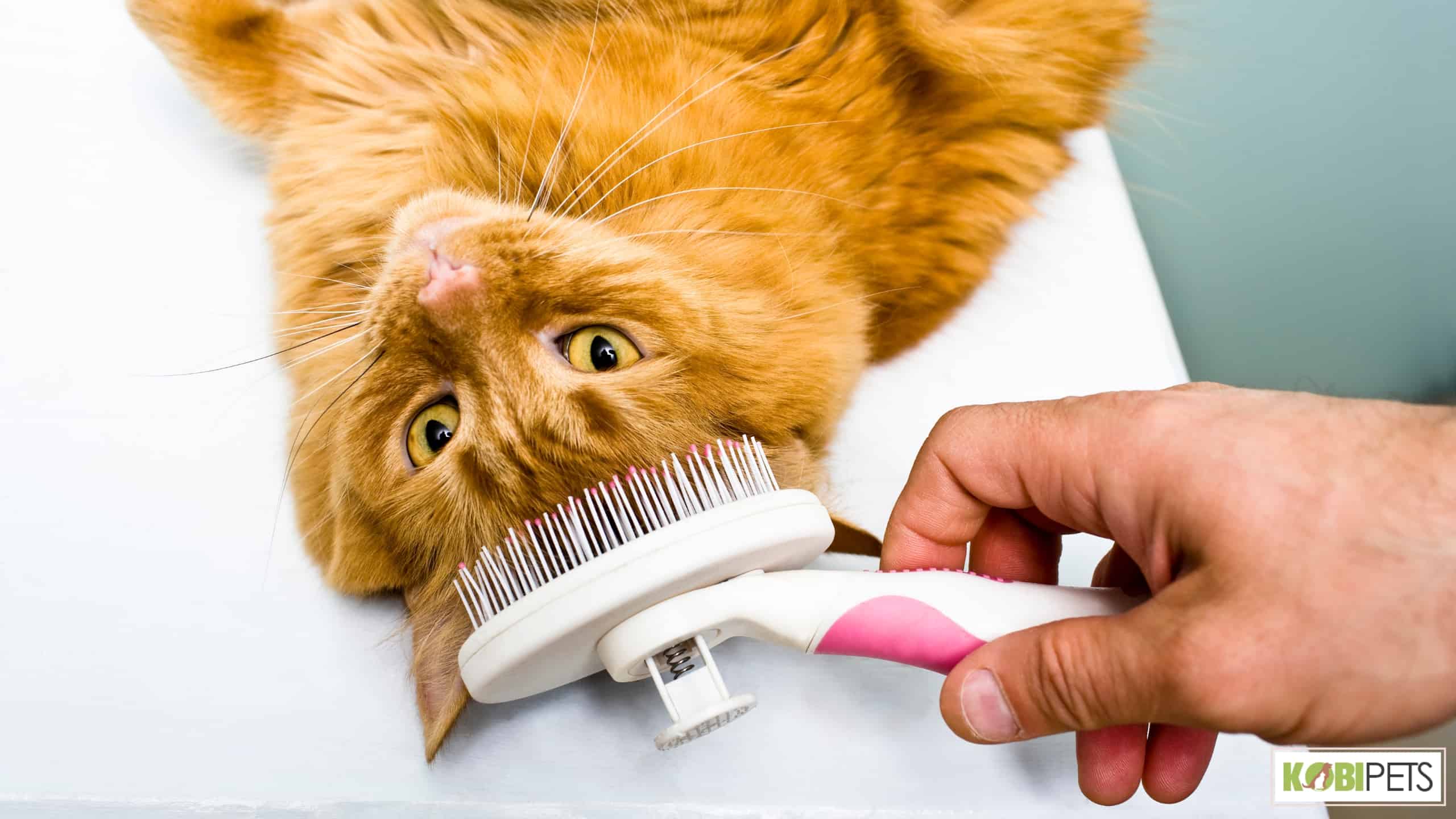 Benefits of Grooming Your Cat