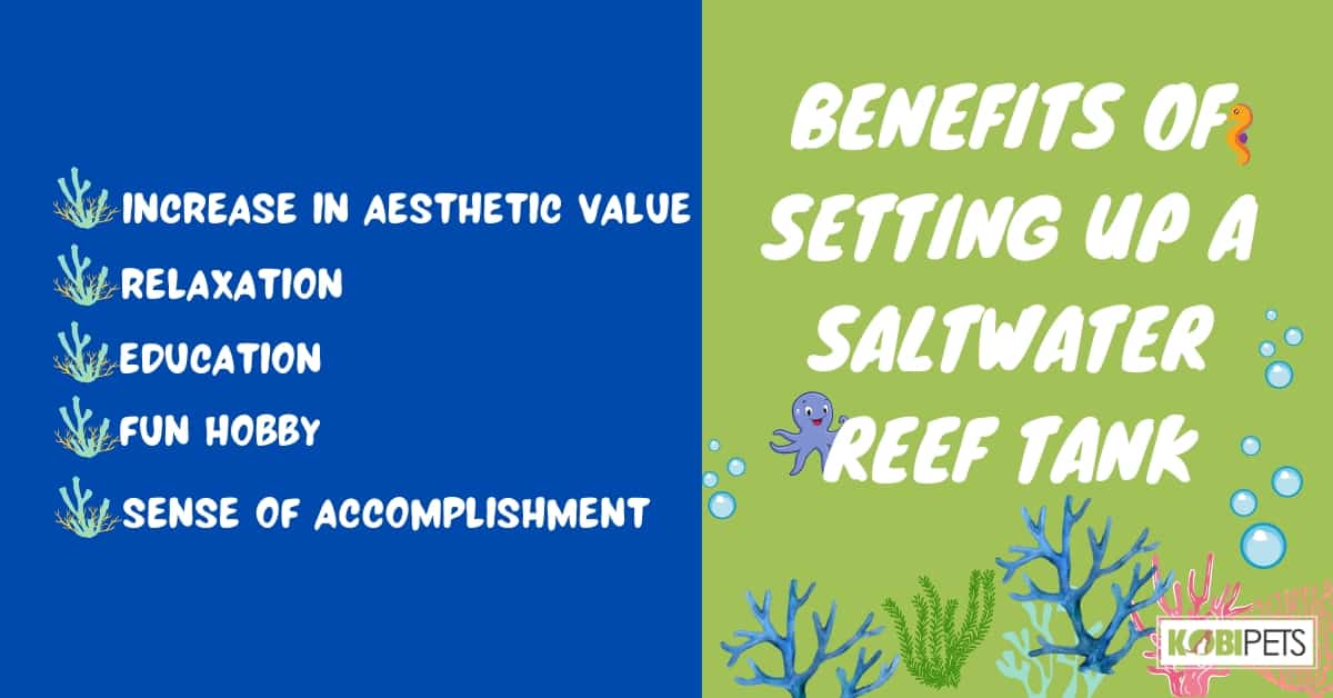 Benefits of Setting Up a Saltwater Reef Tank