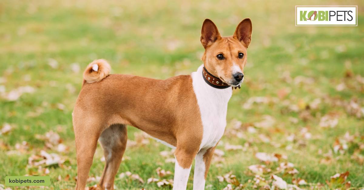 Basenji