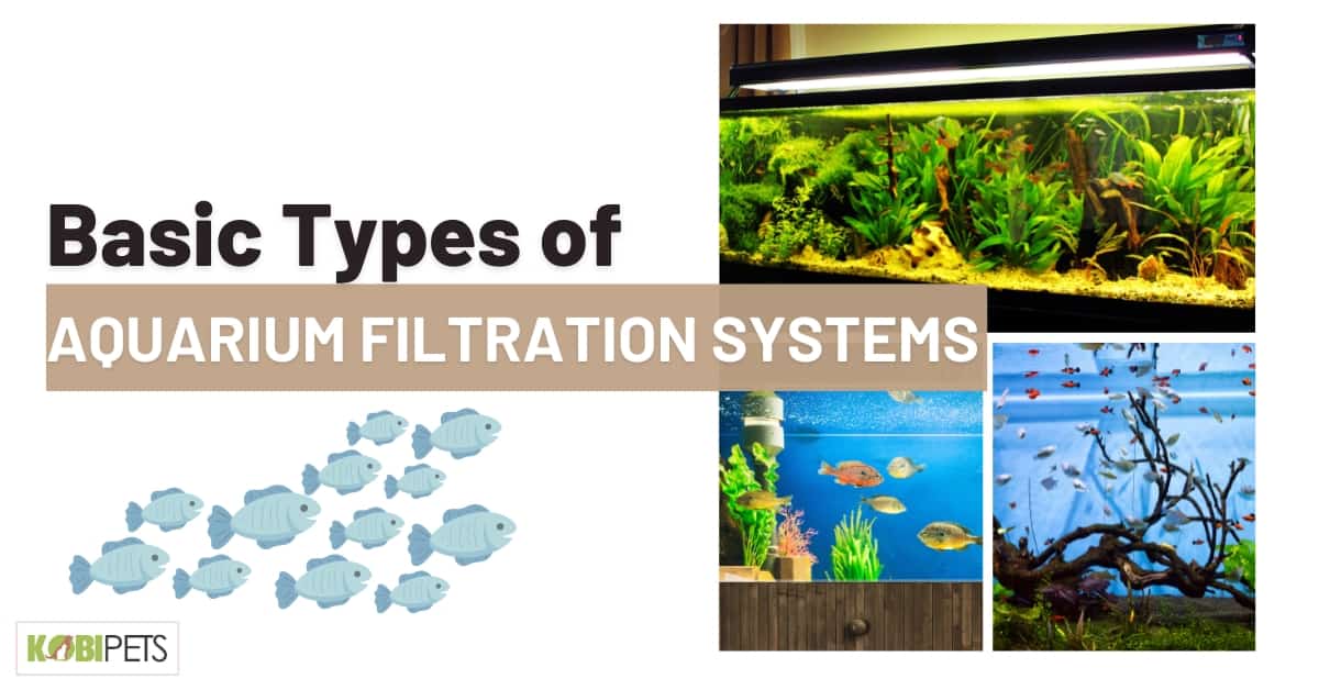 Basic Types of Aquarium Filtration Systems
