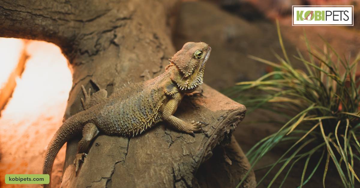 Behavior and Temperament of Bearded Dragon