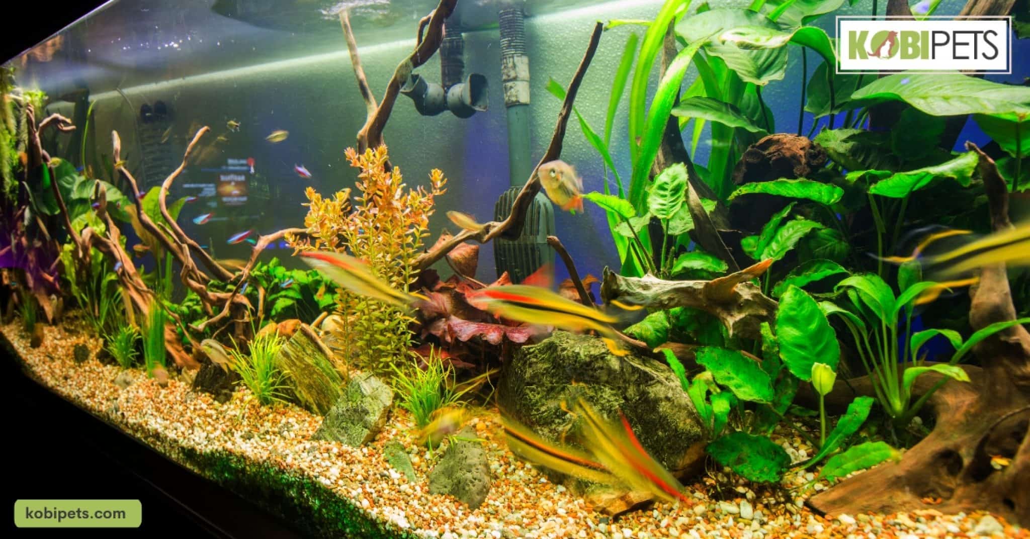 How to Control and Prevent Algae in Your Fish Tank Kobi Pets