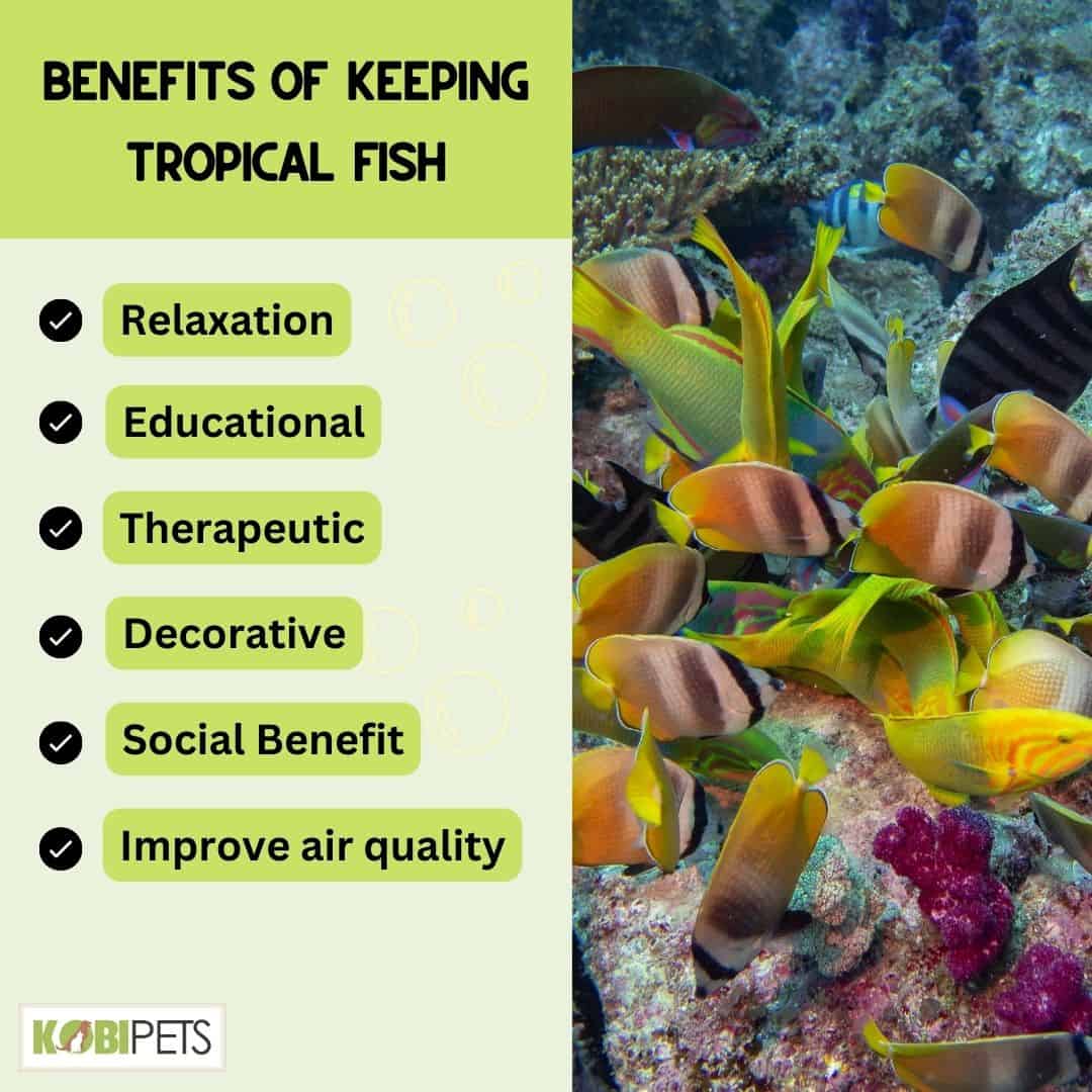 Benefits of Keeping Tropical Fish