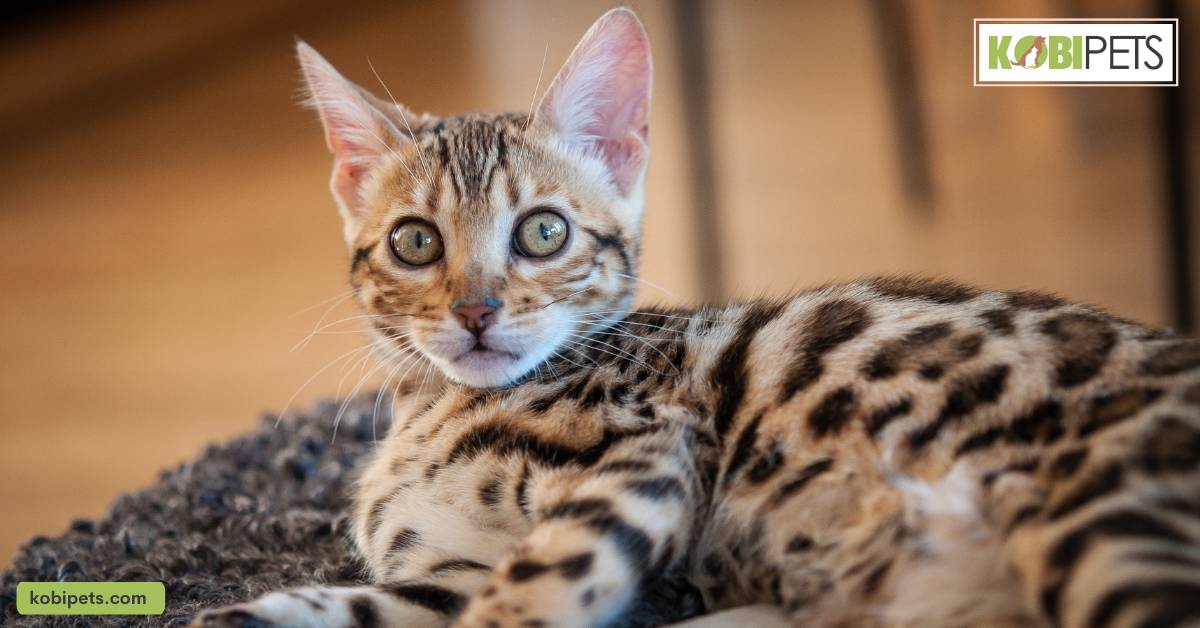 Bengal