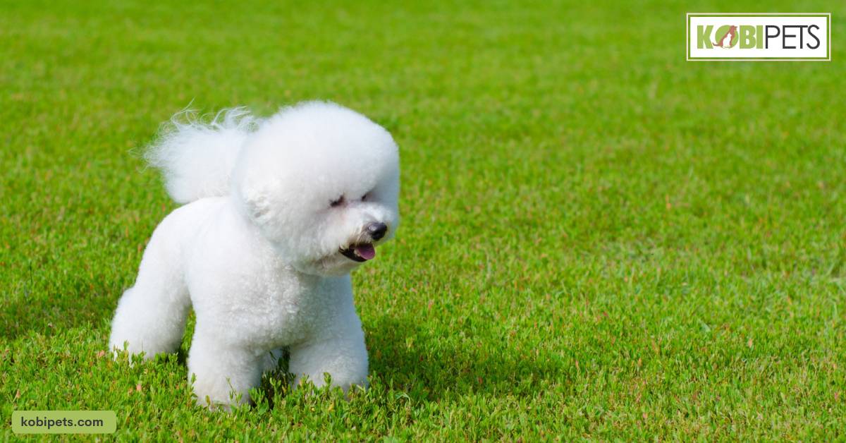 Bichon Frise