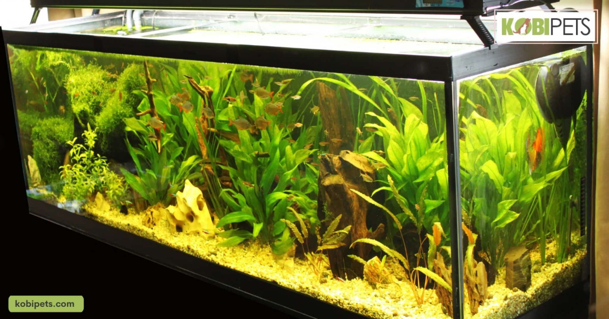 Basic Types of Aquarium Filtration Systems Kobi Pets